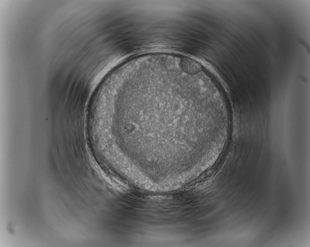 X0000100311333200806261153