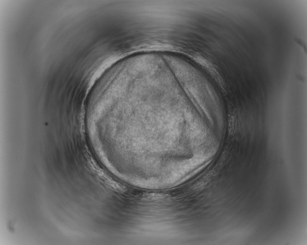 X0000100311374200806261152