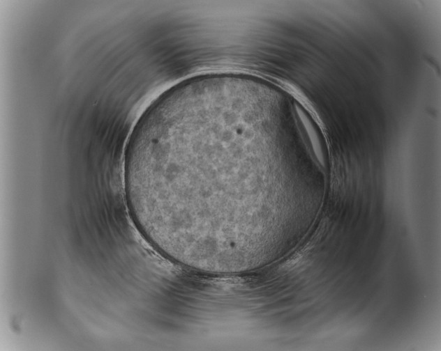 X0000100311388200806261152