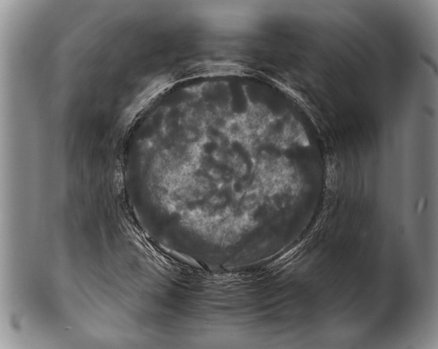 X0000100311407200806261151