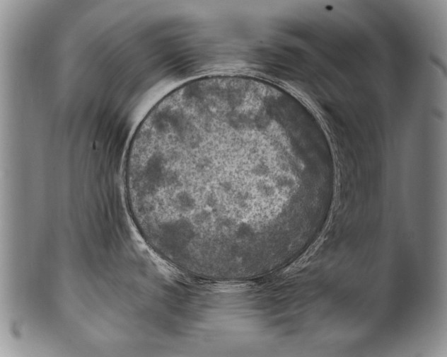 X0000100311440200806261152