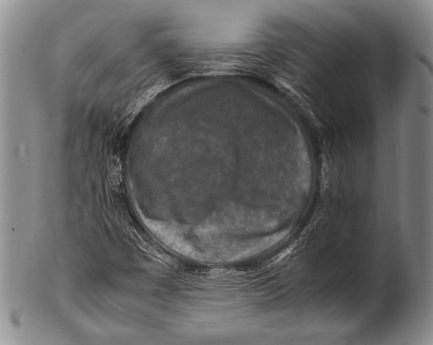 X0000100311449200806261151