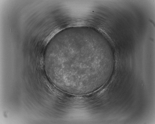 X0000100311457200806261151