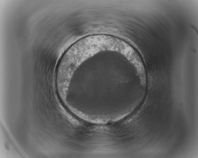 X0000100311525200806261150