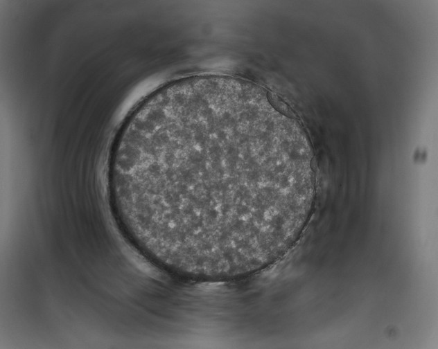 X0000100310054200807031156