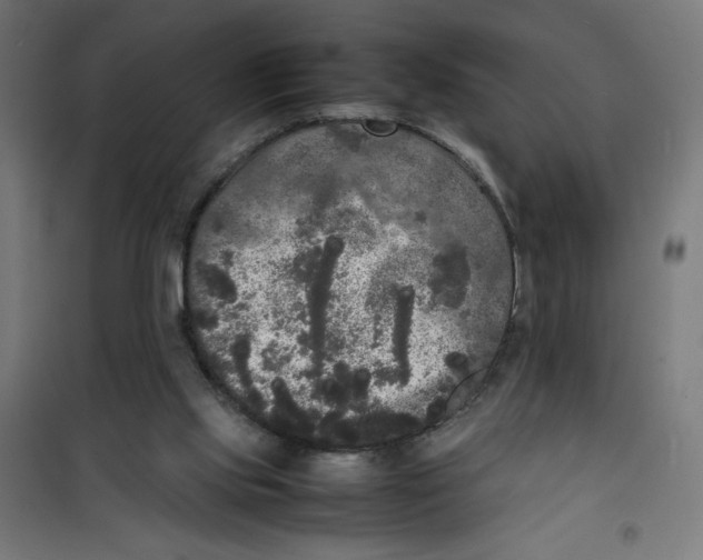 X0000100310061200807031156