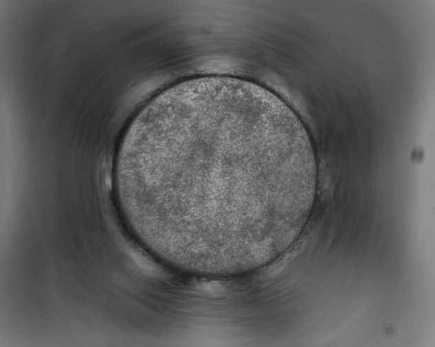 X0000100310062200807031156