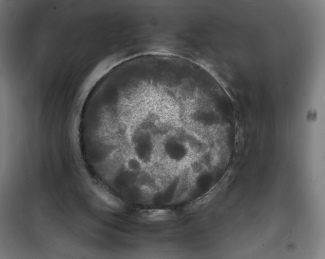 X0000100310151200807031155