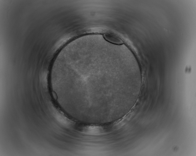 X0000100310154200807031155