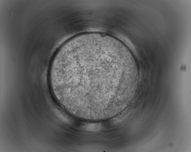 X0000100310155200807031155