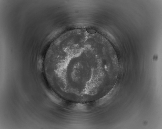 X0000100310166200807031155
