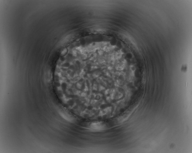 X0000100310173200807031155