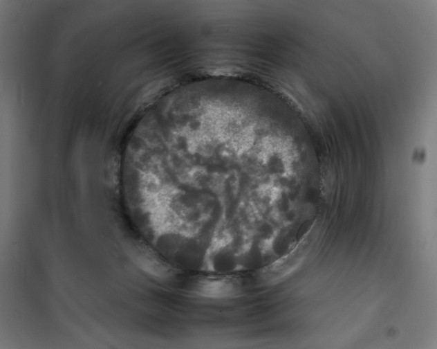 X0000100310175200807031155
