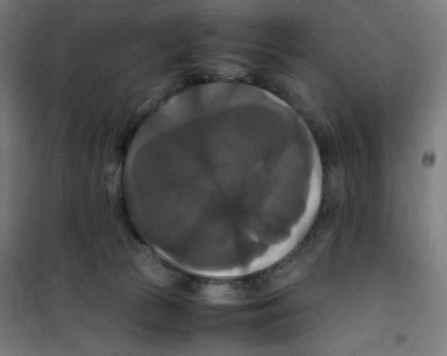 X0000100310177200807031155