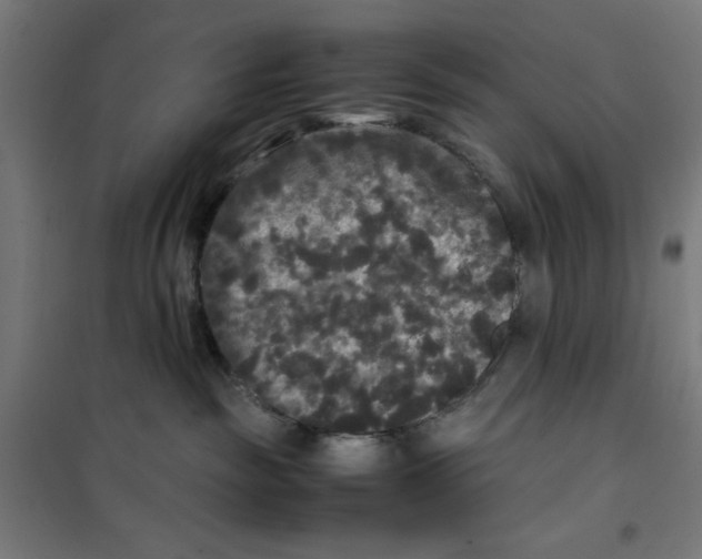 X0000100310189200807031155