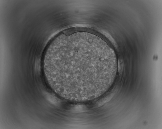 X0000100310204200807031155