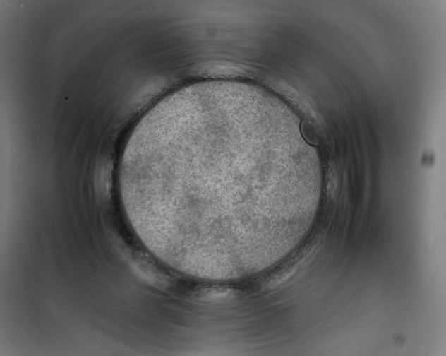 X0000100310206200807031155
