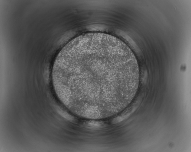 X0000100310261200807031154