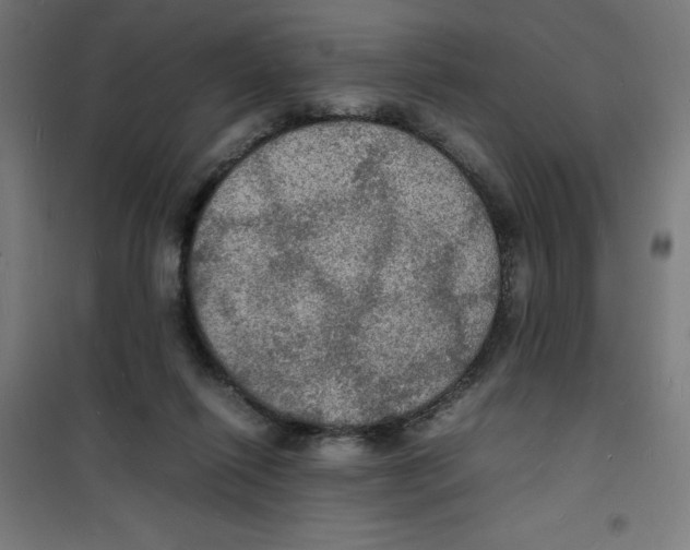 X0000100310262200807031154