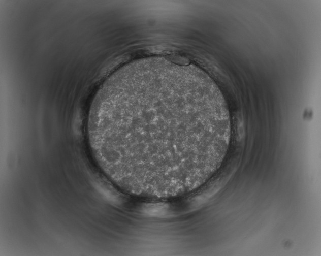 X0000100310266200807031154