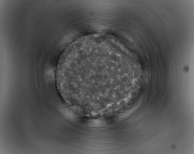X0000100310286200807031154