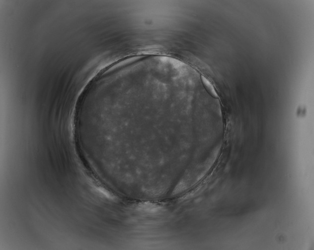 X0000100310290200807031153
