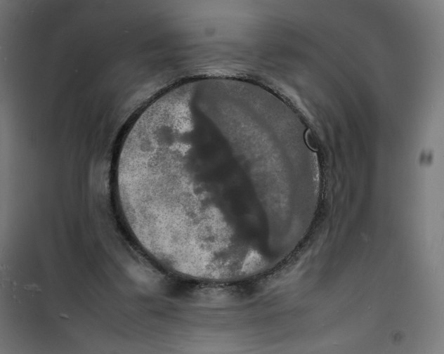 X0000100310299200807031153