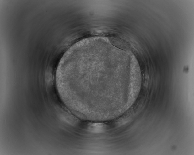 X0000100310324200807031153