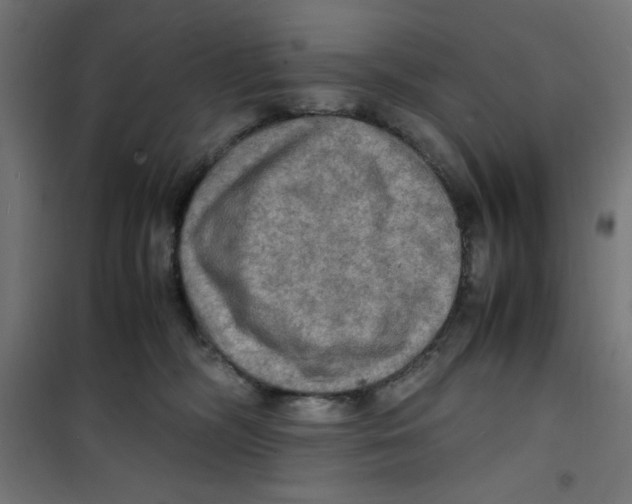 X0000100310326200807031153