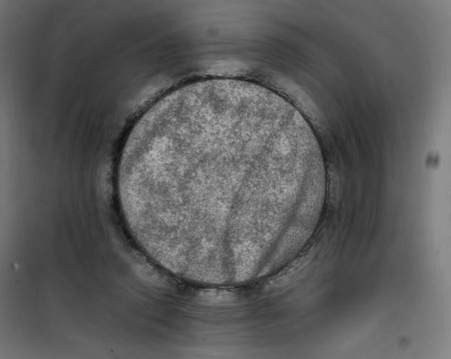 X0000100310354200807031152