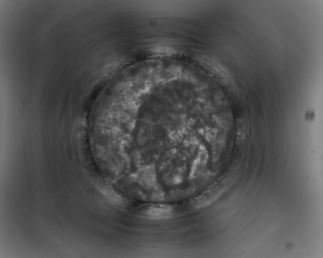 X0000100310369200807031152