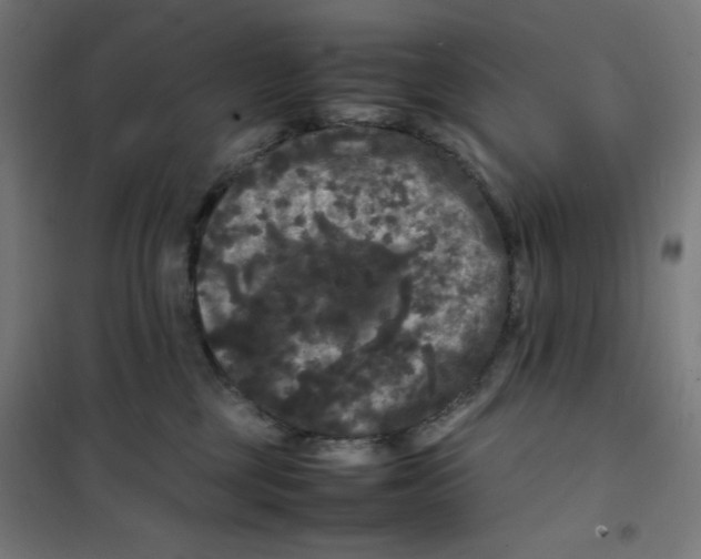 X0000100310377200807031152