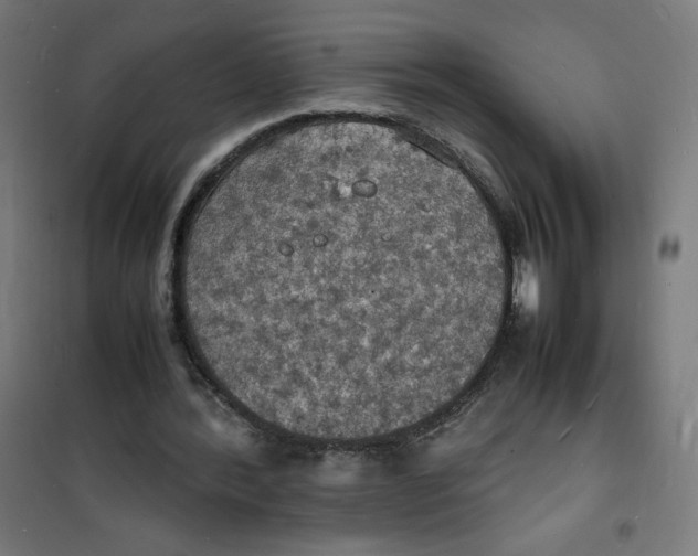 X0000100310388200807031152