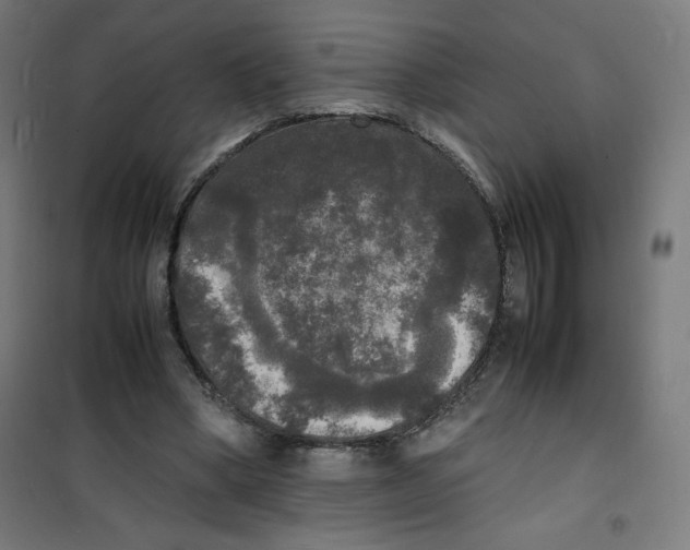 X0000100310394200807031151