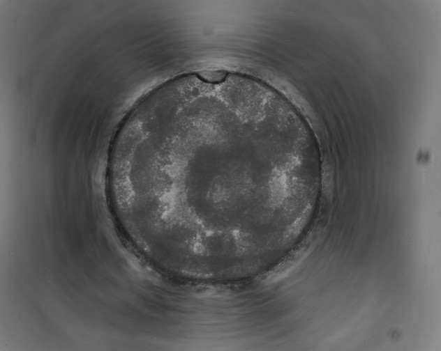 X0000100310434200807031150