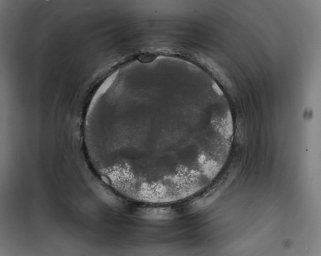 X0000100310449200807031150