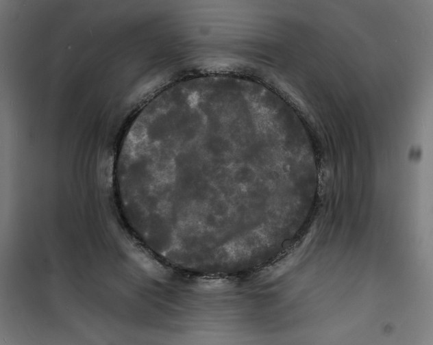 X0000100310454200807031150