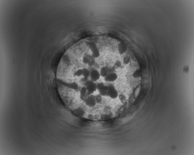 X0000100310523200807031149