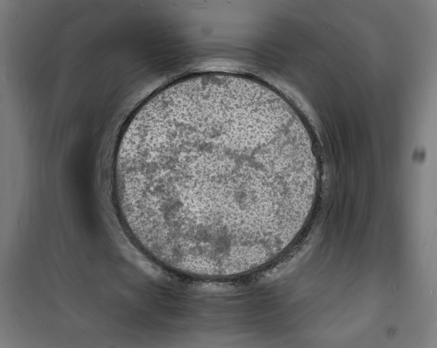 X0000100310529200807031149