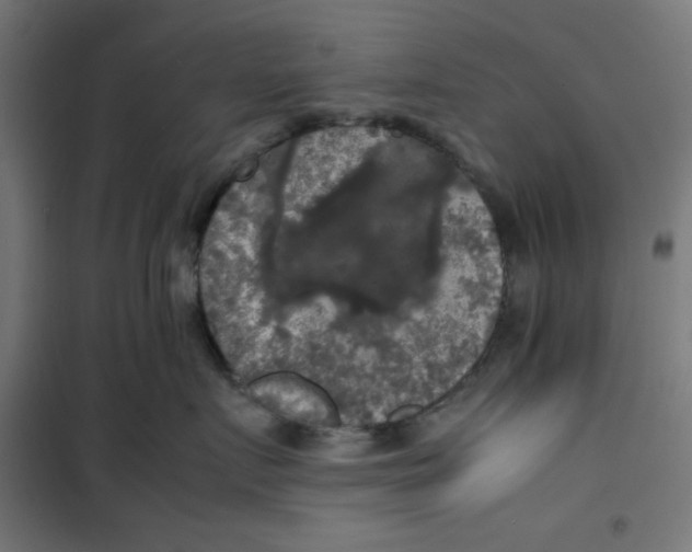 X0000100310719200807031146