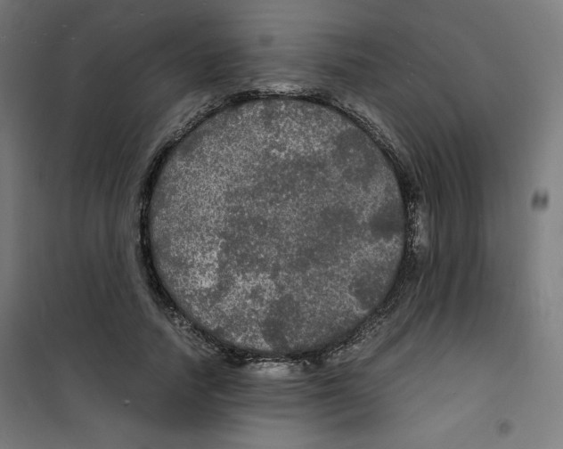 X0000100310738200807031146