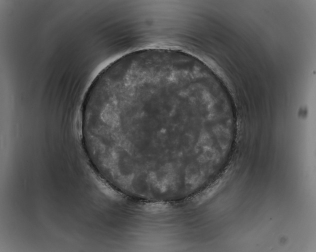 X0000100310838200807031144