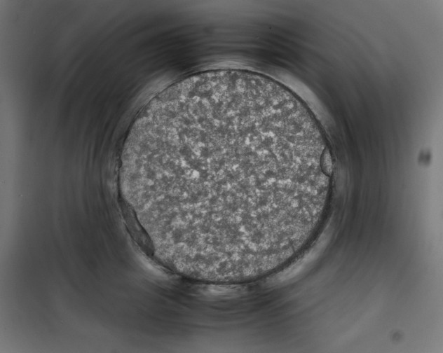 X0000100310857200807031145