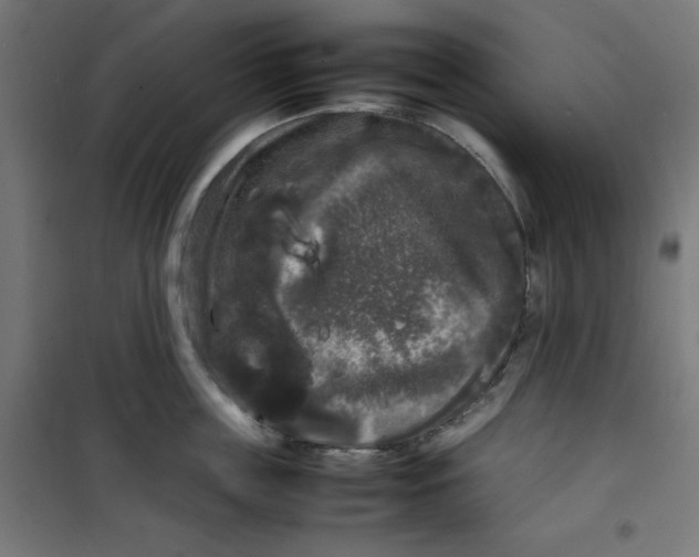 X0000100310859200807031145