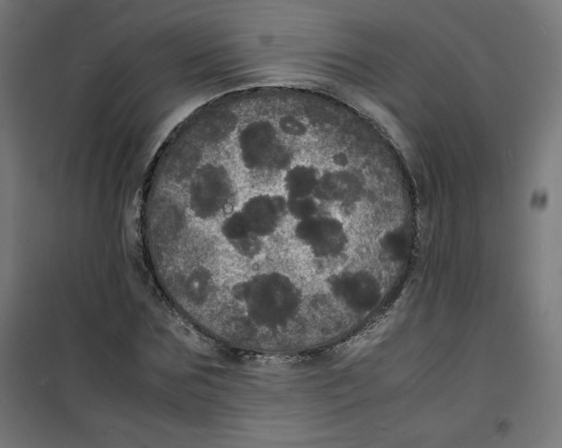 X0000100310875200807031144