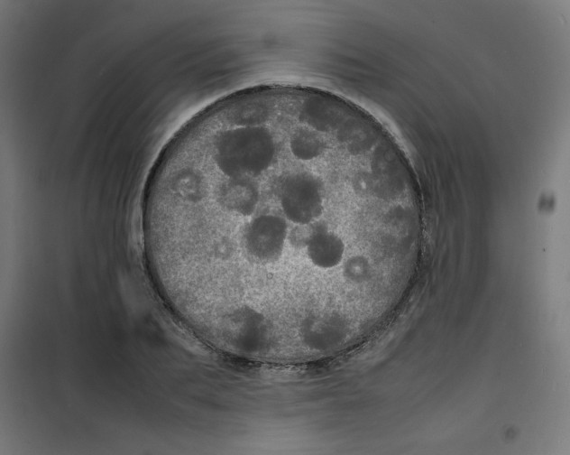 X0000100310887200807031144