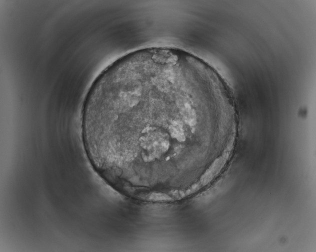 X0000100310950200807031143