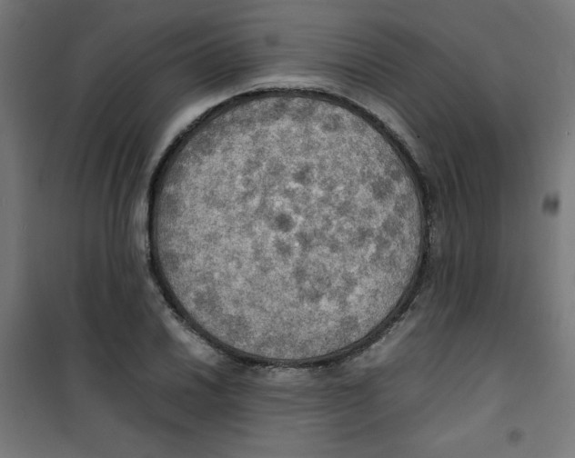 X0000100311030200807031141