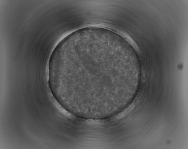 X0000100311036200807031141