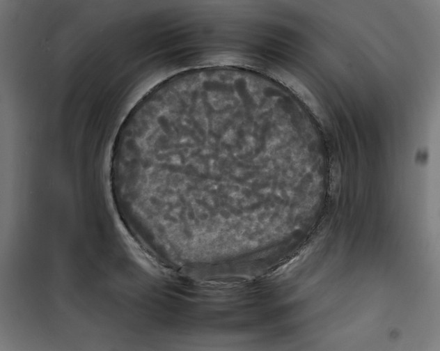 X0000100311039200807031142